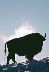 Bison américain (Jim Zipp) - Muzeo.com