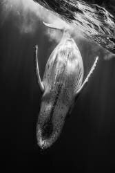 Black & Whale (Gabriel Barathieu) - Muzeo.com