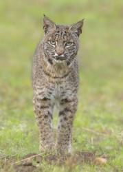 Bobcat (Bo Wang) - Muzeo.com