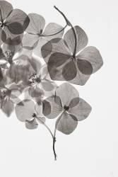 Botanique (Lenka) - Muzeo.com