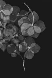 Botanique (Lenka) - Muzeo.com