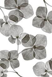 Botanique (Lenka) - Muzeo.com