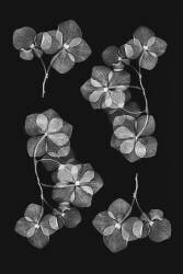 Botanique (Lenka) - Muzeo.com