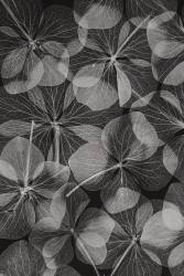 Botanique (Lenka) - Muzeo.com