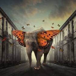 Butterphant (Hardibudi) - Muzeo.com