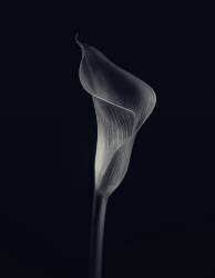 Calla lily (Lotte Gronkjar) - Muzeo.com