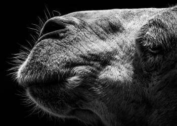 Camel (Sultan Ahmed Niloy) - Muzeo.com