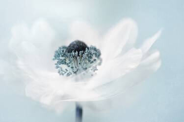 Candy floss (Jacky Parker) - Muzeo.com