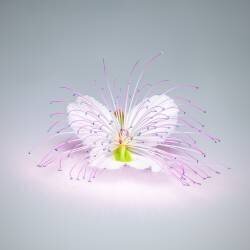 Cape Flower (Rico Cavallo) - Muzeo.com