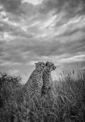 Cheetah Dreams (Jaco Marx) - Muzeo.com