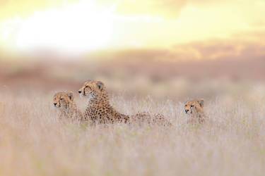 Cheetah Family (Ozkan Ozmen) - Muzeo.com