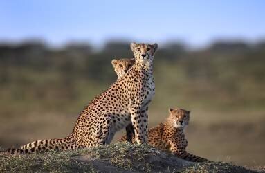 Cheetahs Family (Sultan Ahmed Niloy) - Muzeo.com