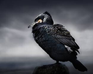 Chef (Martin Eilertsen) - Muzeo.com