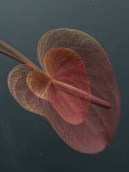Coeur 2 (Donatella Basso) - Muzeo.com