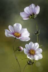 *Cosmos (Mandy Disher) - Muzeo.com