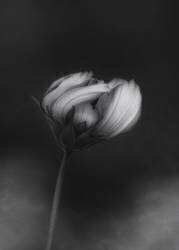 Cosmos (Lotte Gronkjar) - Muzeo.com