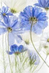 Cosmos blue (Mandy Disher) - Muzeo.com