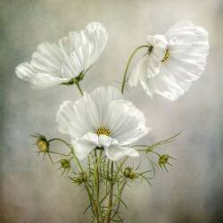 Cosmos Charm (Mandy Disher) - Muzeo.com