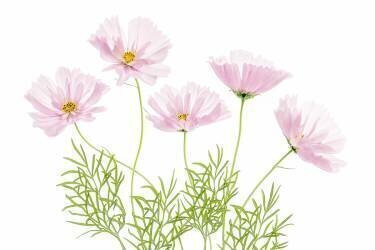 Cosmos Cupcake (Mandy Disher) - Muzeo.com