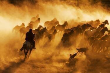Cowboy (Feyzullah Tunç) - Muzeo.com