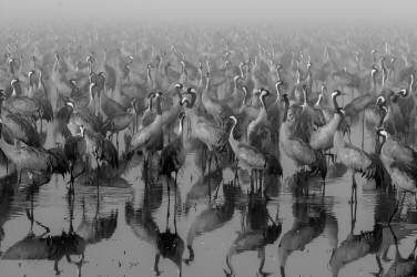 Crosspoint (Ido Meirovich) - Muzeo.com