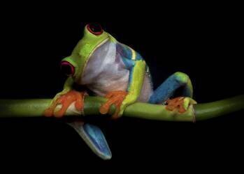 Curiosity (Ferdinando Valverde) - Muzeo.com