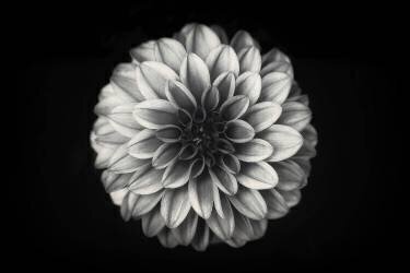 Dahlia (Lotte Gronkjar) - Muzeo.com