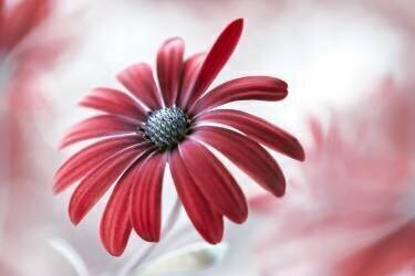 Daisy (Mandy Disher) - Muzeo.com