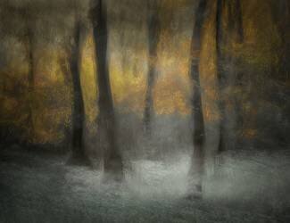 Dancing Trees (Nel Talen) - Muzeo.com