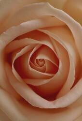 Delicate (Marco Debiasi) - Muzeo.com