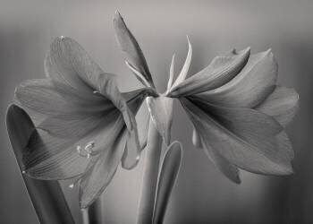 Élégance (Jan Rauwerdink) - Muzeo.com