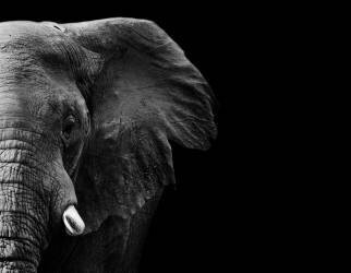Éléphant (WildPhotoArt) - Muzeo.com