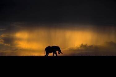 Elephant in a rain storm at sunset (Xavier Ortega) - Muzeo.com