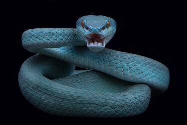 En colère (Tantoyensen) - Muzeo.com