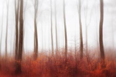 Endless Woods (Gustav Davidsson) - Muzeo.com