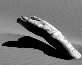 Ergo (Miron Abramovici) - Muzeo.com