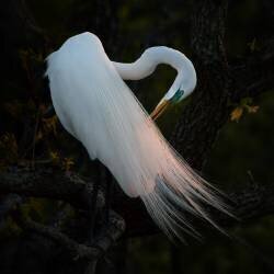 Evening Grooming (Alex Li) - Muzeo.com