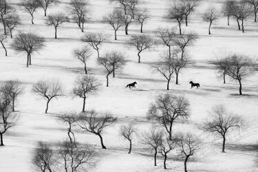 Exécuter (Petar Sabol) - Muzeo.com