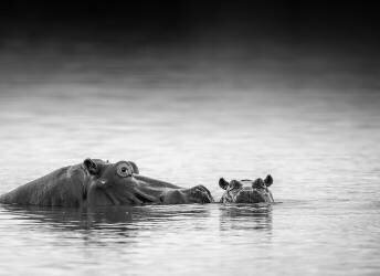 Eye level (Jaco Marx) - Muzeo.com