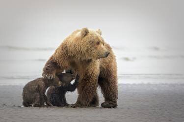Family Time (Renee Doyle) - Muzeo.com