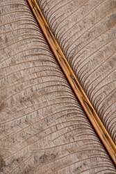 Feather 07 (1x Studio III) - Muzeo.com