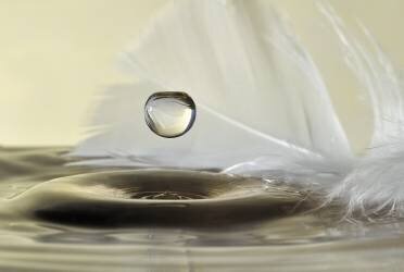 Feathers drop (Heidi Westum) - Muzeo.com