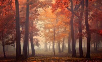 Feel (Ildiko Neer) - Muzeo.com