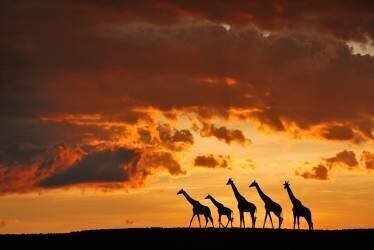 Five Giraffes (Muriel Vekemans) - Muzeo.com