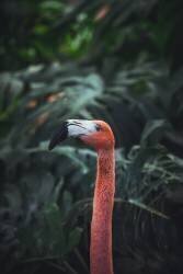 Flamant rose (Dayvee) - Muzeo.com