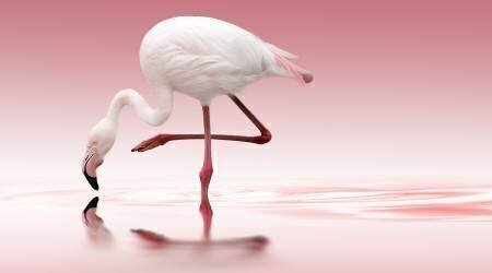 Flamingo (Doris Reindl) - Muzeo.com