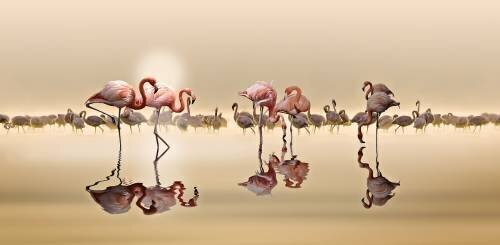 Flamingos (Nasser Osman) - Muzeo.com
