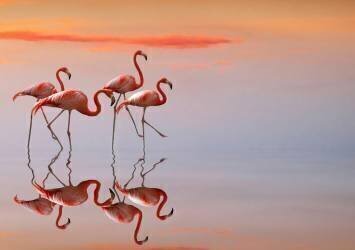 Famille des flamants roses (Anna Cseresnjes ) - Muzeo.com
