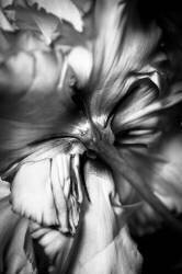 Fleur (Cyan Stella) - Muzeo.com