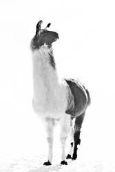 Fluffy Lama (Monika Strigel) - Muzeo.com